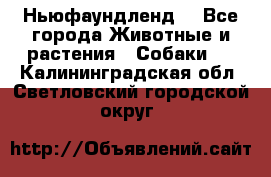 Ньюфаундленд  - Все города Животные и растения » Собаки   . Калининградская обл.,Светловский городской округ 